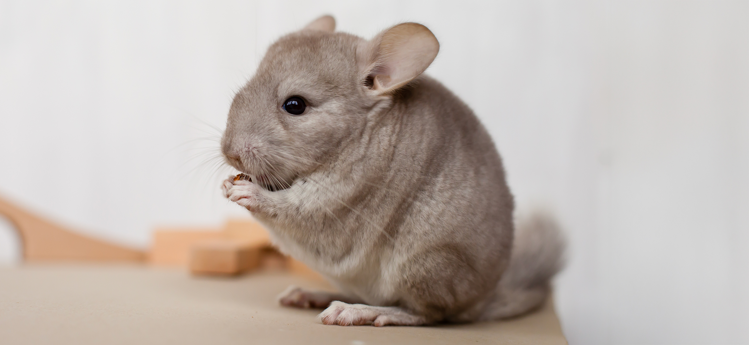 Сколько стоит завести шиншиллу