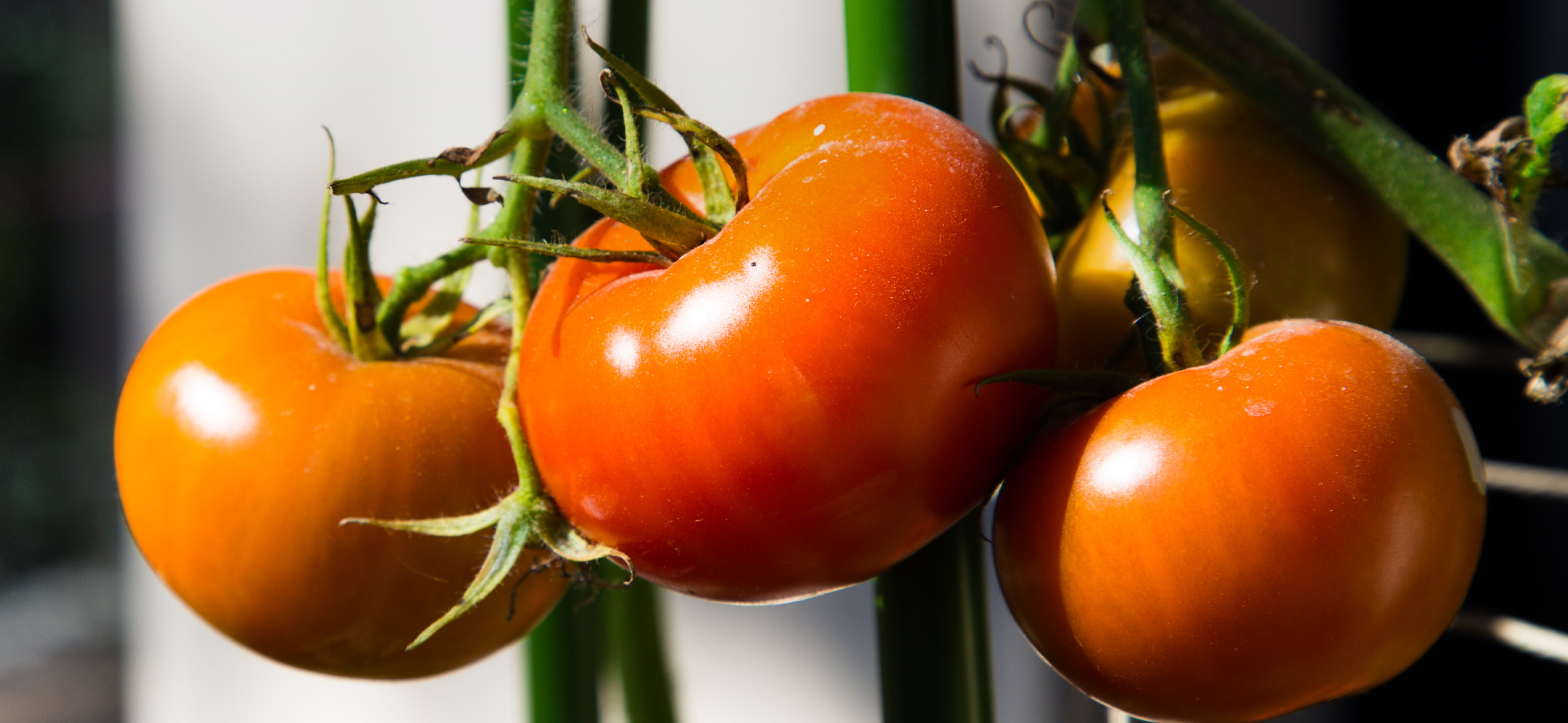 Как выбрать хорошие сорта помидоров: 6 советов опытного огородника для отличного урожая
