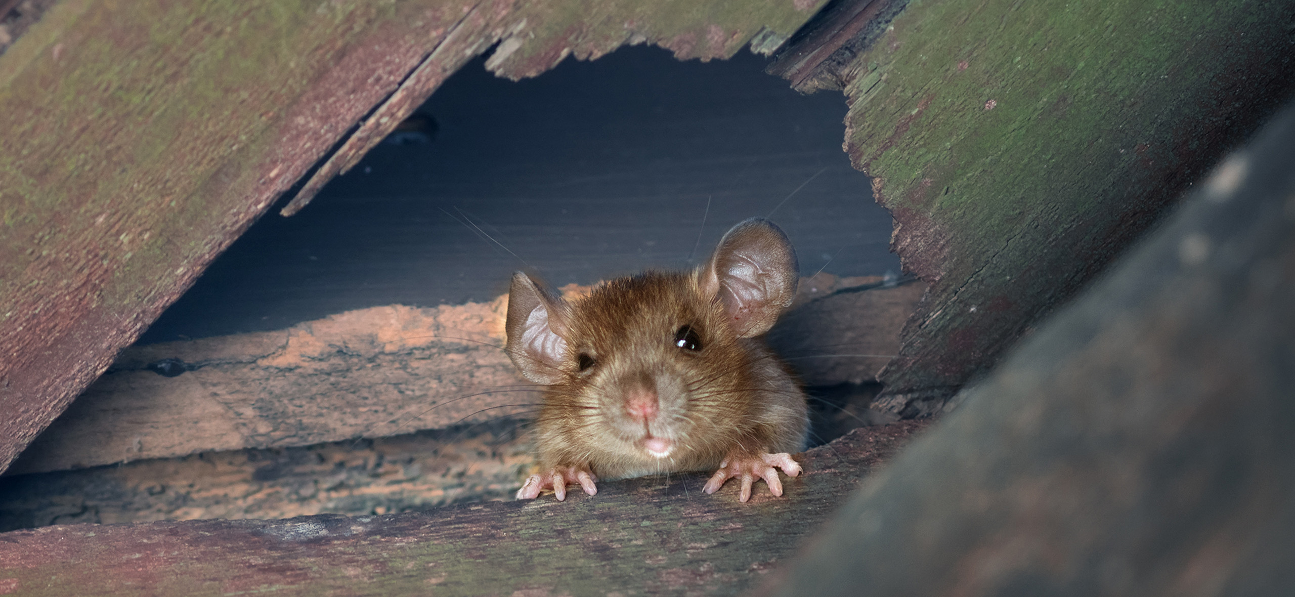 Как избавиться от мышей в частном доме