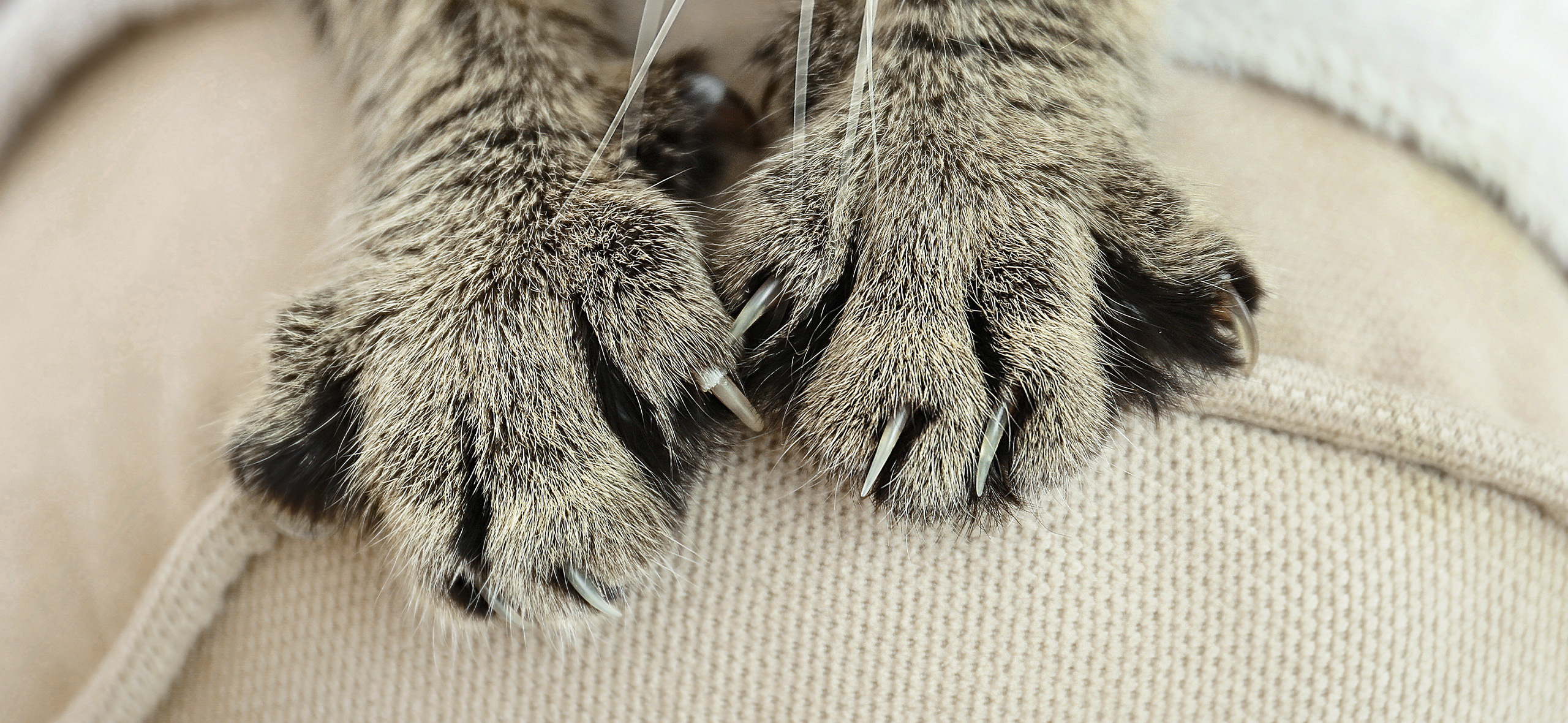 Кошка дерет мебель: что делать и как отучить царапать и точить когти