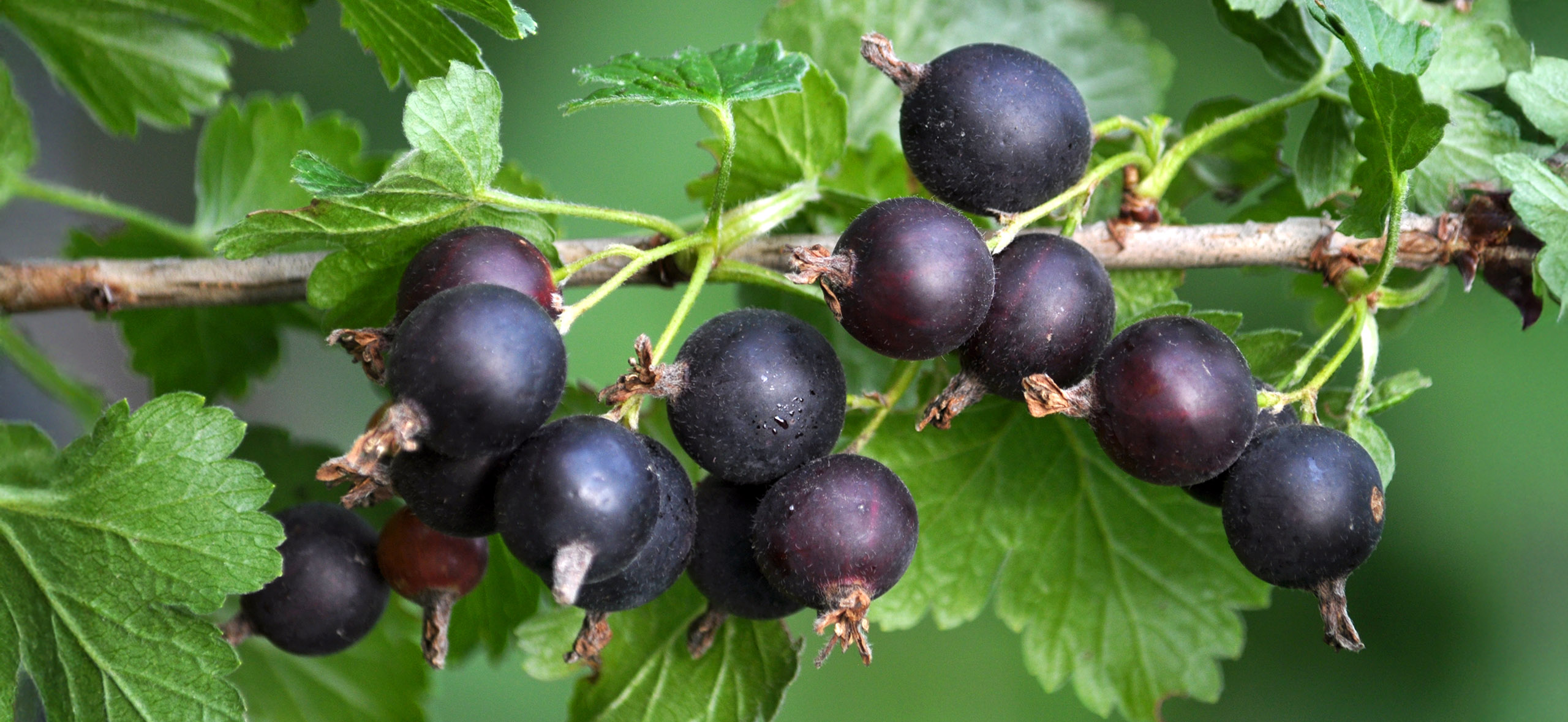 8 видов смородины: от тради­ционных до необычных