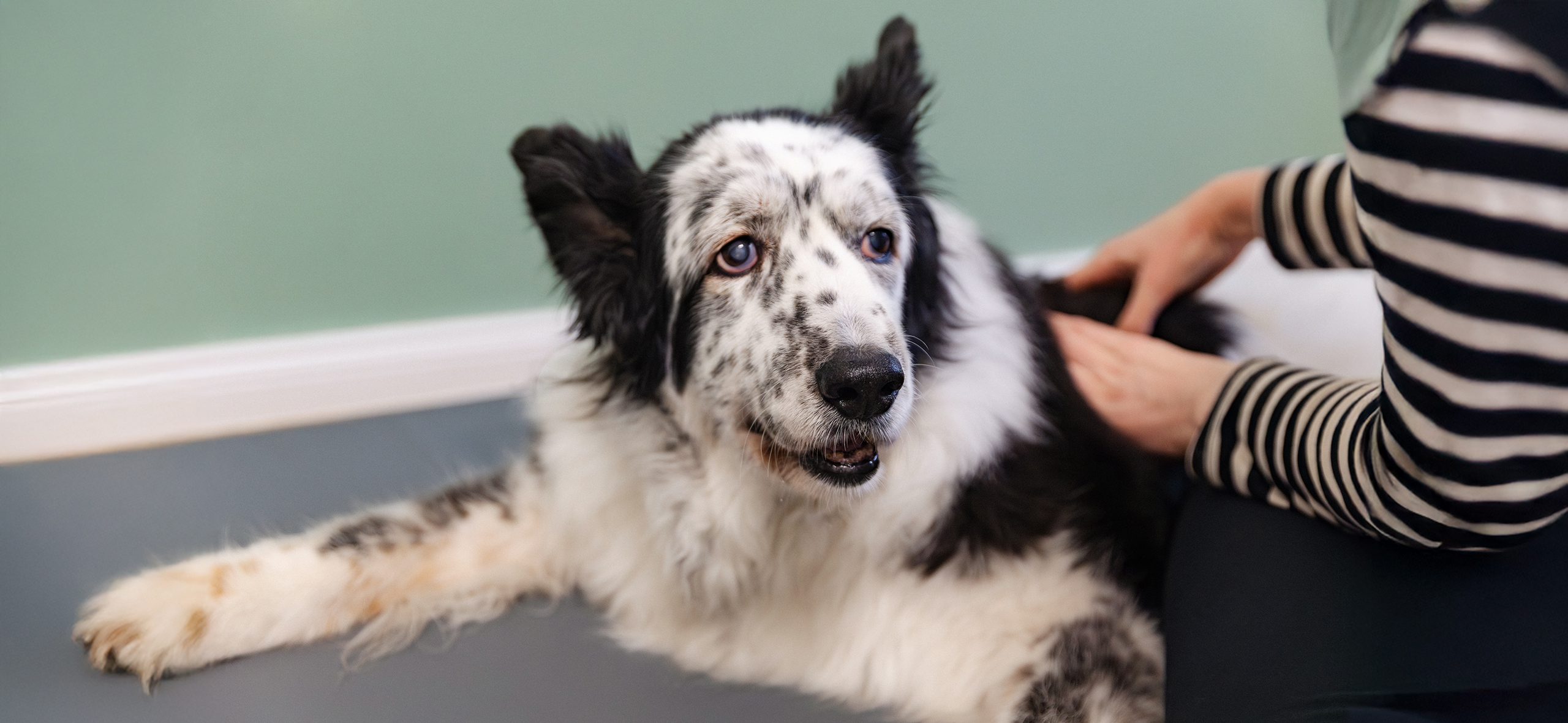 Как живет собабушка Вася — амбассадор счастливой песьей старости