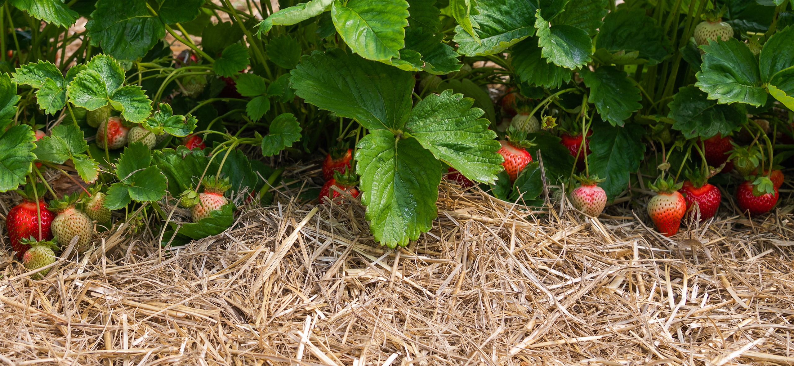 3 ошибки в уходе за клубникой, из-за которых она вымерзает зимой
