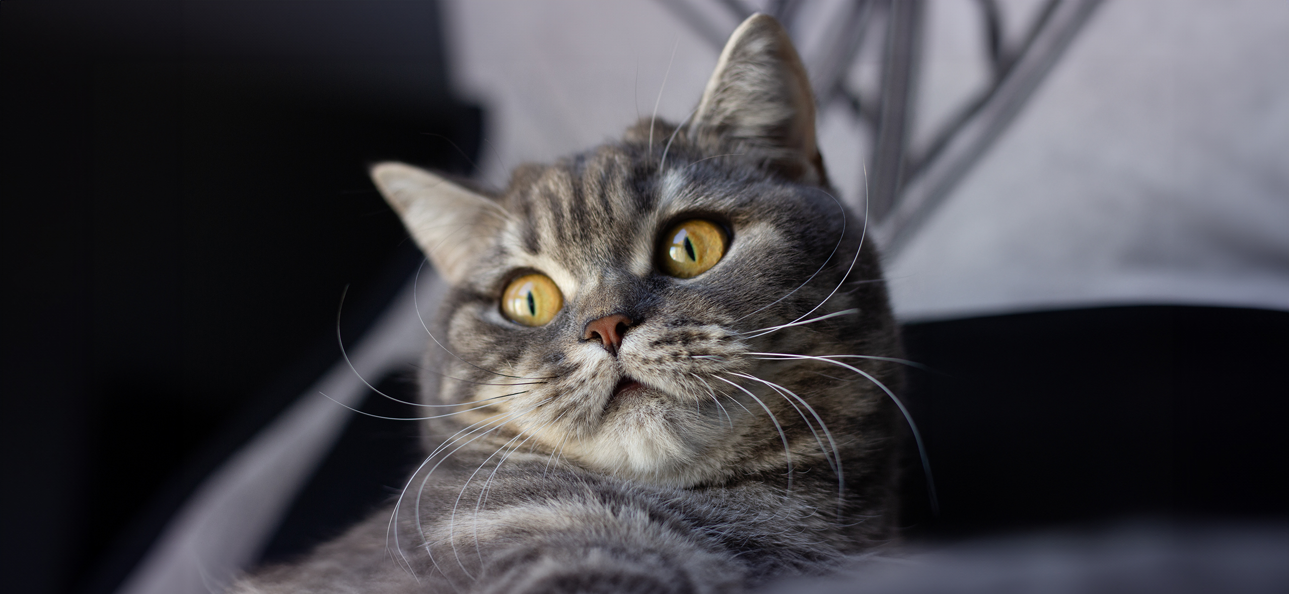 Правда ли, что существует синдром уставших усов у кошек?