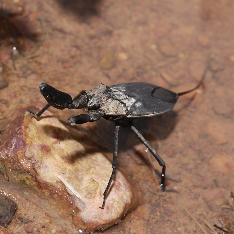 6 опасных насекомых: жук-нарывник, сколопендра и другие