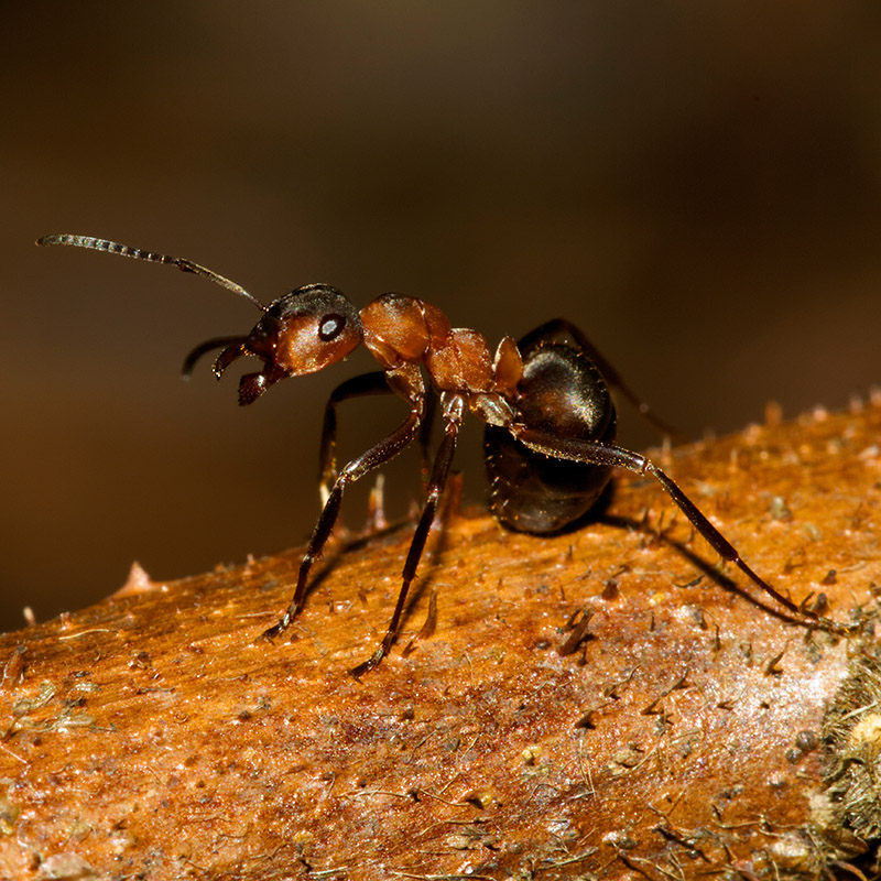 Рыжие муравьи живут в муравейниках различного размера. Их можно встретить практически в любом месте на природе