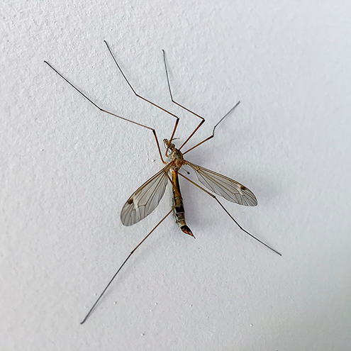 Вот комар-долгоножка, он вообще не кусает человека и животных, но обыватели боятся его больше, чем кровососущих сородичей