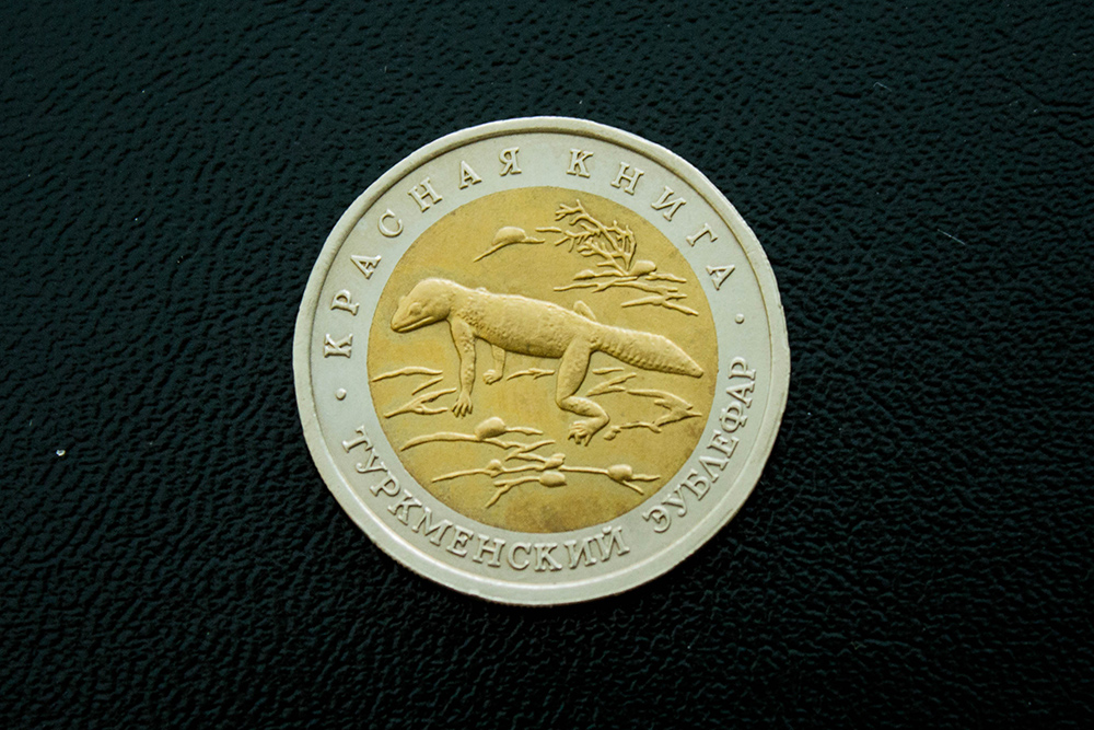 Одна из монет, которую мы приобрели на аукционе, — «Туркменский эублефар». Монета посвящена наземному геккону, эндемику Туркмении и Ирана — то есть виду, который встречается только там