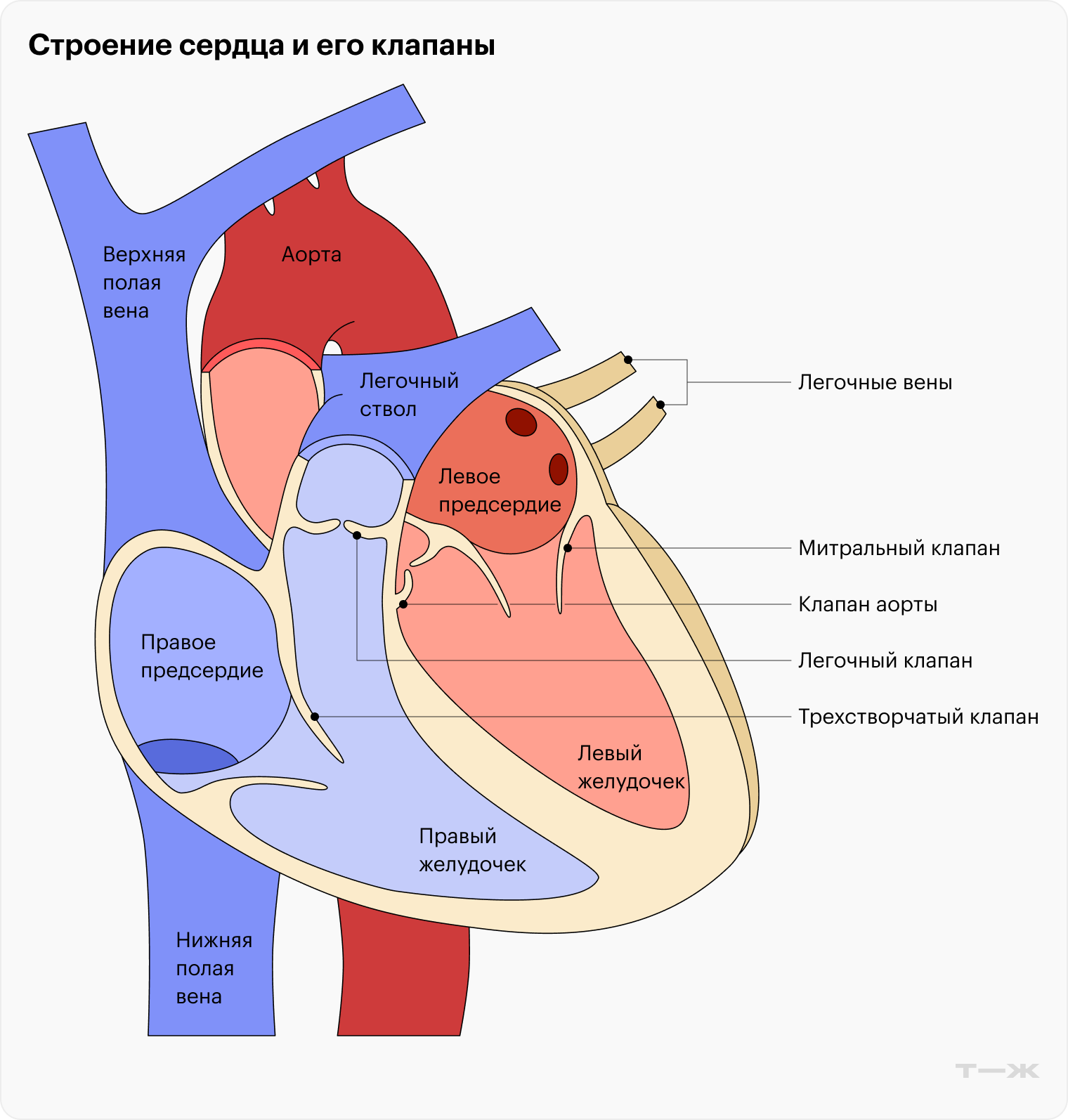 Клапаны как дверцы: открываются строго в одну сторону, пуская кровоток в нужном направлении, чтобы венозная и артериальная кровь не смешивались