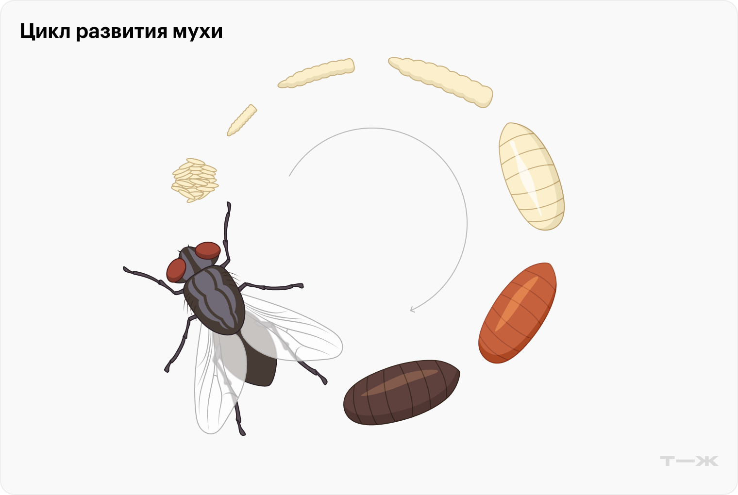 Портрет комнатной мухи: от яйца к взрослому насекомому