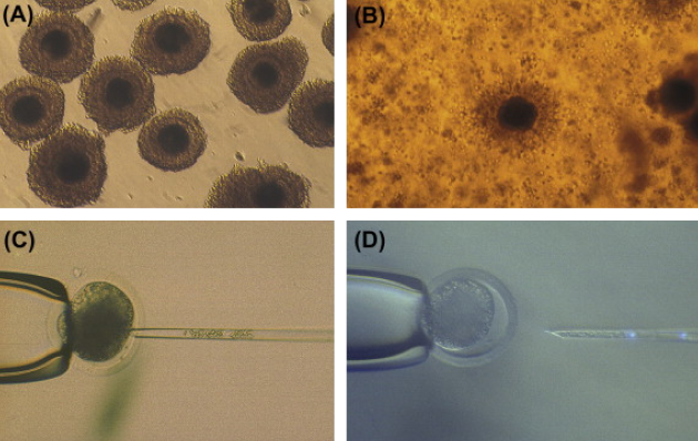 Часть этапов получения яйцеклетки для клонирования: а — выделенные ооциты свиньи, в — ооцит после выращивания в лаборатории, с и d — удаление из него всего ненужного перед помещением ядра обычной клетки. © sciencedirect.com