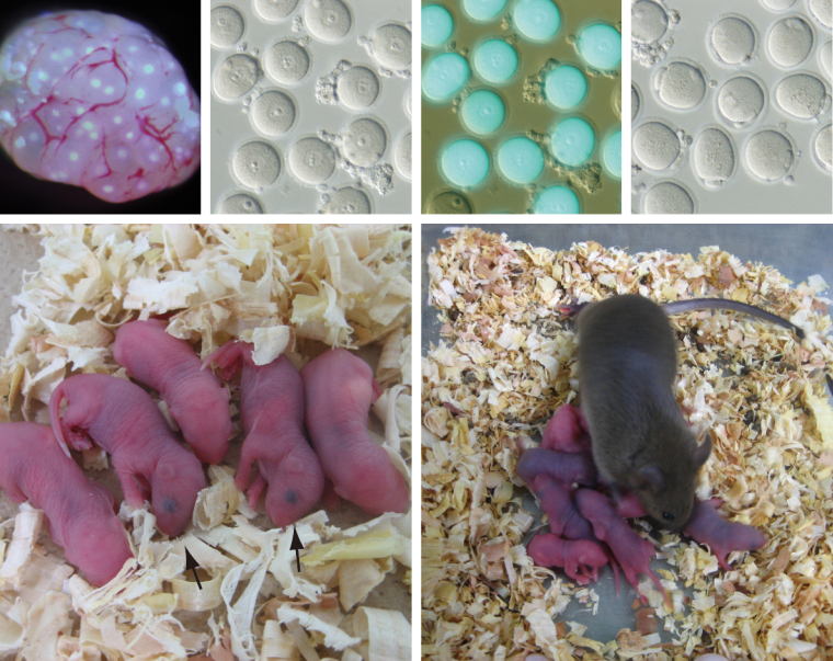 Эти мышки получены из половых клеток, созревших в пробирке. Свой путь они начали от плюрипотентных стволовых. © eurekalert.org