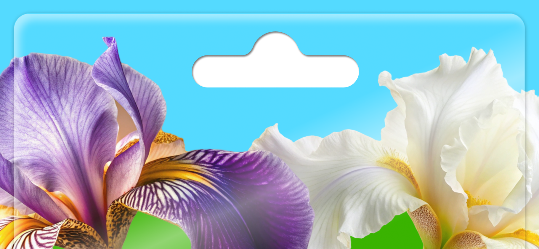 Как вырастить ирисы, цветение которых вызывает восторг