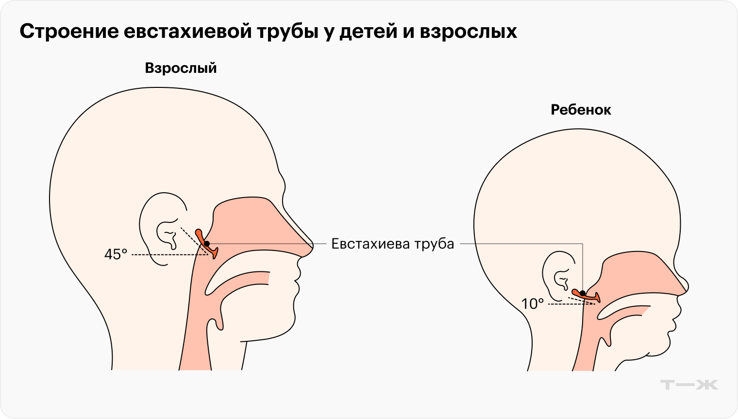 Строение слуховой трубы у детей и взрослых