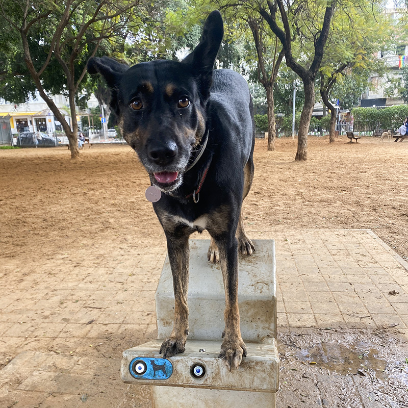 В собачьих парках фонтанчики спроектированы так, чтобы было удобно поить питомца