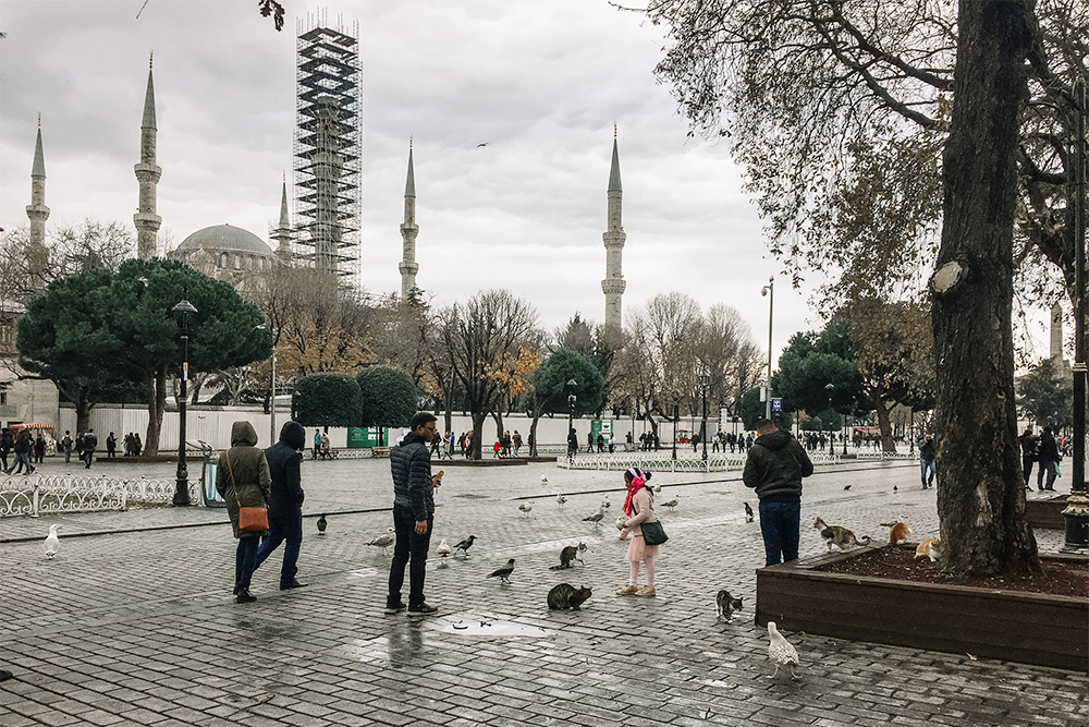 Люди в Стамбуле очень любят подкармливать котиков и чаек. На заднем плане — Голубая мечеть