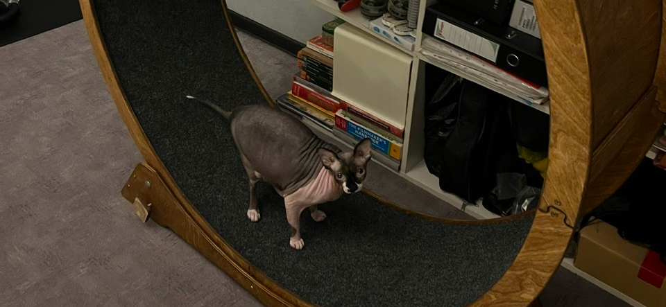 Отзыв на беговое колесо для кошек