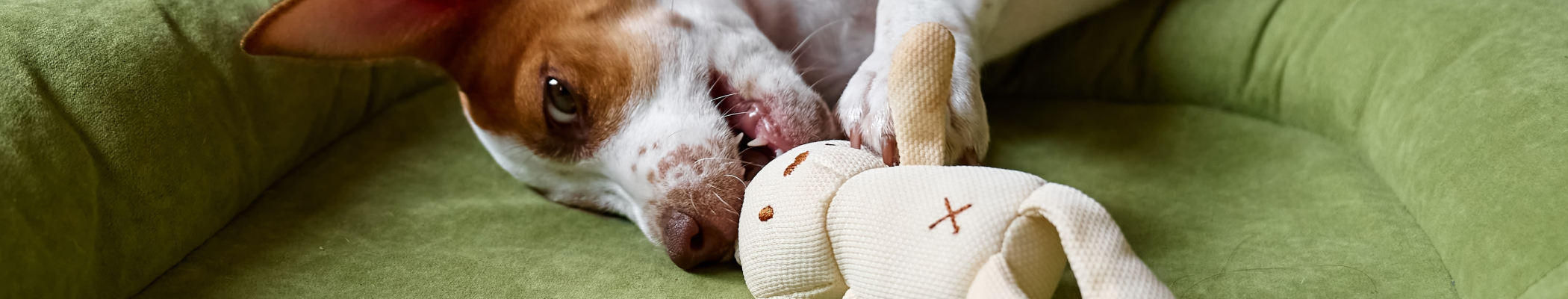 Обложка потока "Покупки для питомцев"