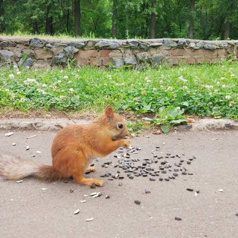 В парке Кирова тоже можно встретить животных