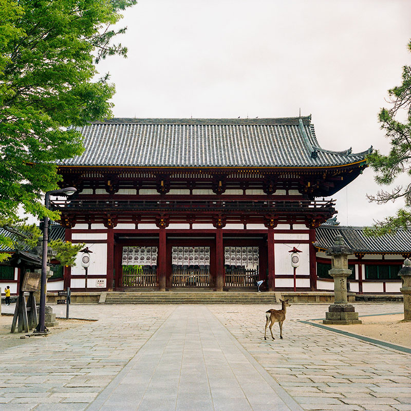 Нара — древняя столица Японии. В местном парке живет множество оленей, которые выпрашивают у туристов печенье