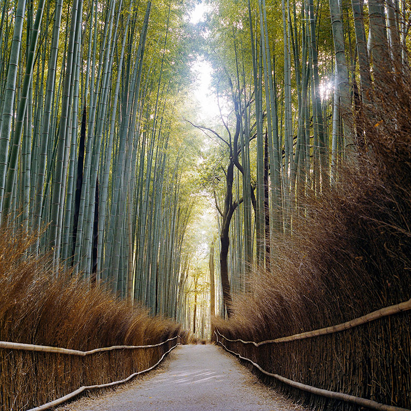Бамбуковая роща в Арашияме, Киото. Днем в этом кадре было бы несколько десятков туристов, поэтому единственный способ увидеть это место без людей — приехать сразу после рассвета