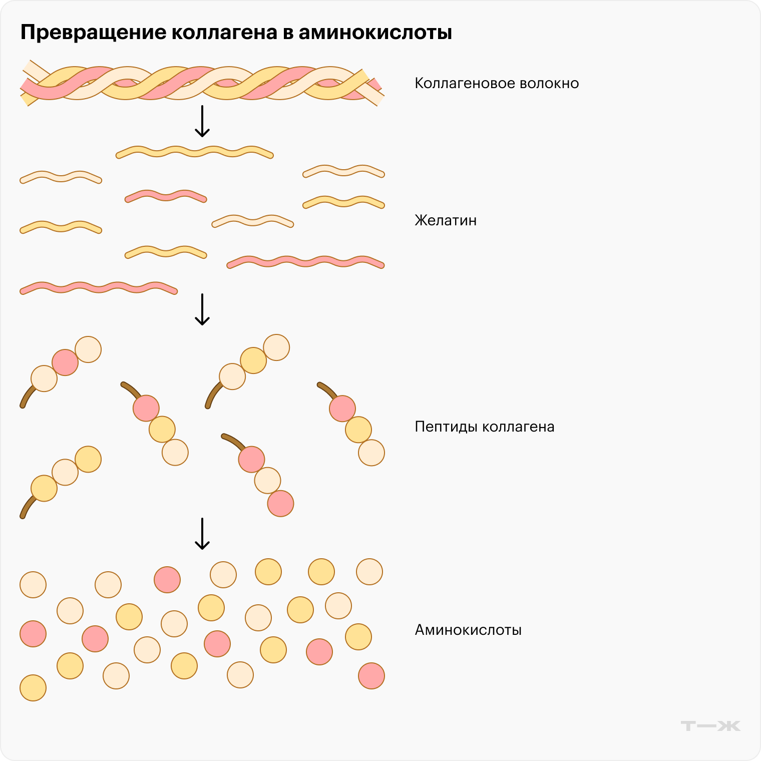 По дороге от волокна до пептидов и аминокислот коллаген проходит стадию желатина — обычного компонента многих популярных блюд