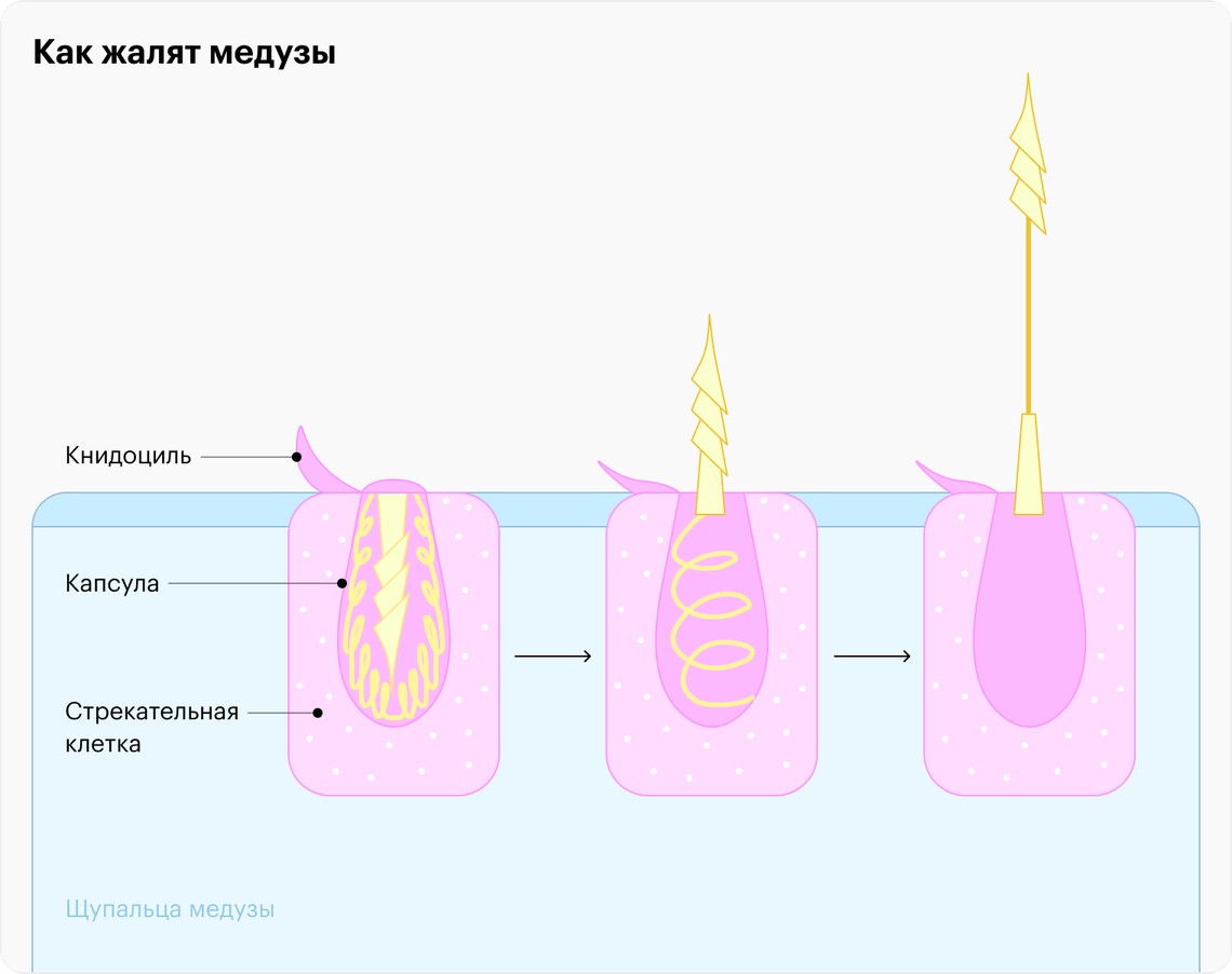 Опасны ли медузы: как они жалят людей, что делать после укуса, последствия  ожога