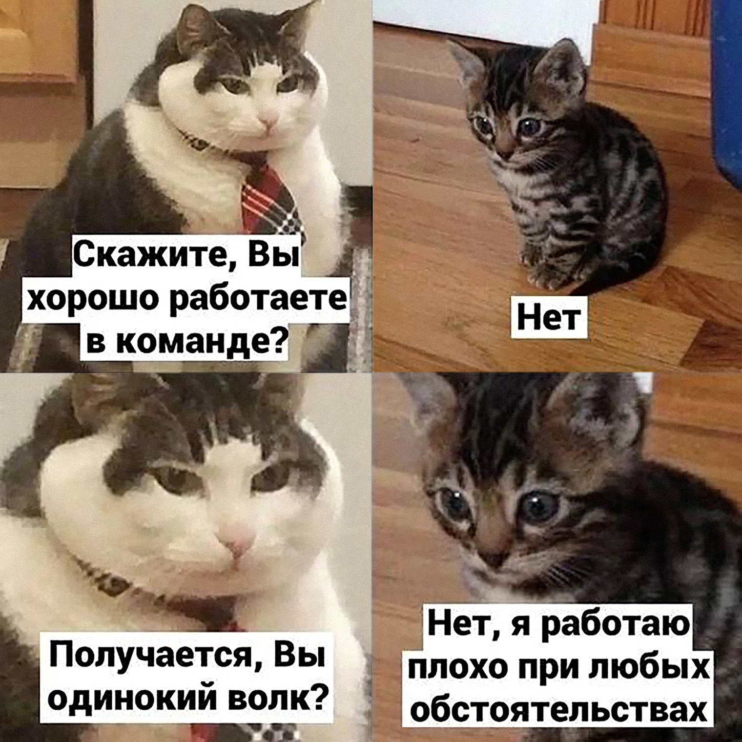 Когда соискатель — честный маленький котенок