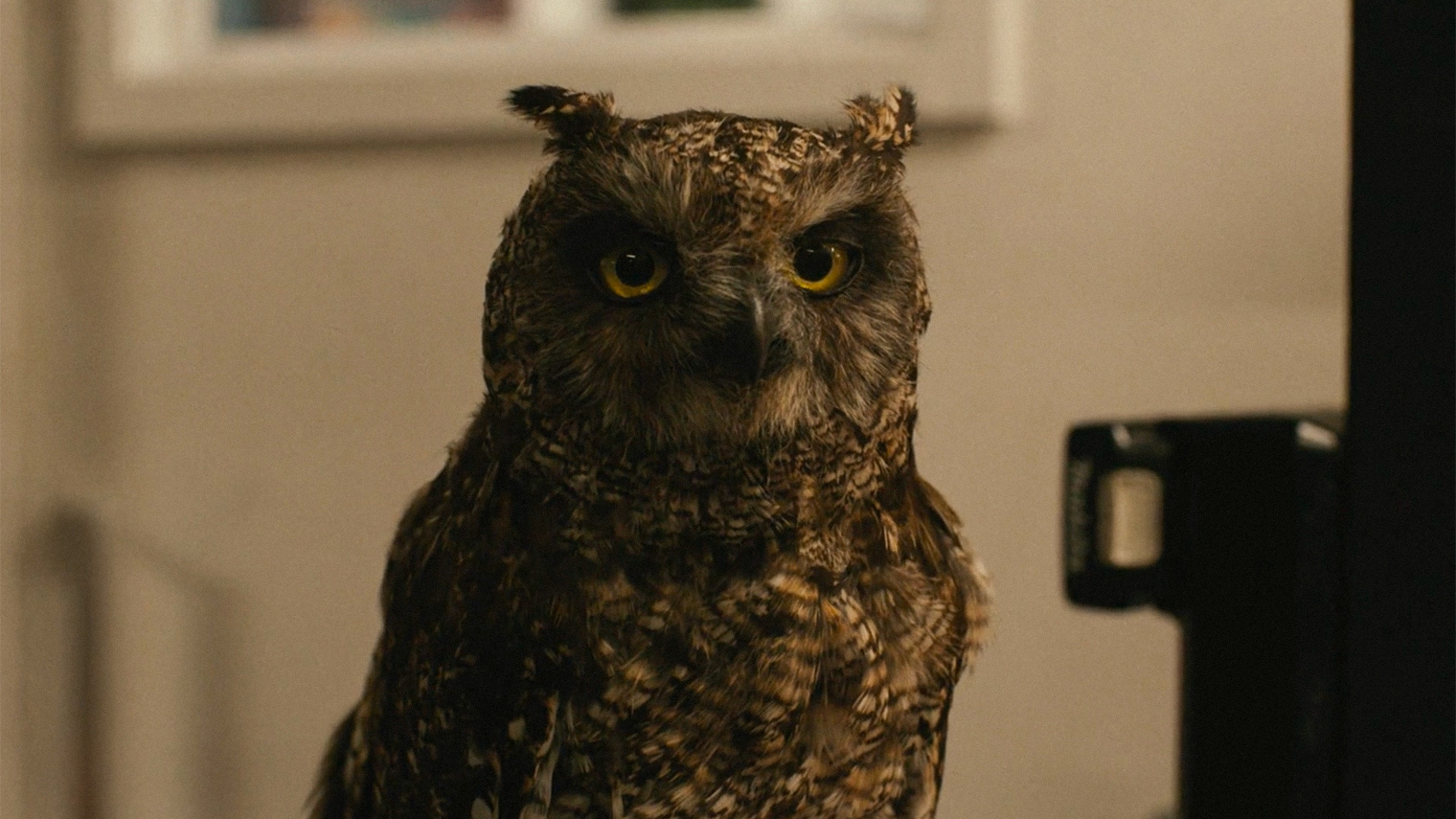 Аниматроник совы, который используется в сериале