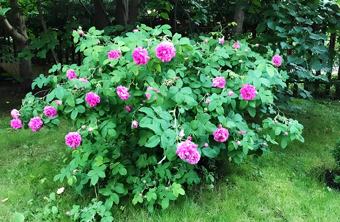 Весной у нас расцветают красивые розовые кусты