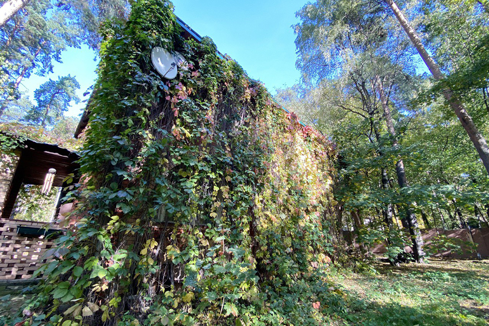 Виноград оплел почти всю стену дома со стороны шоссе, и осенью это выглядит особенно красиво