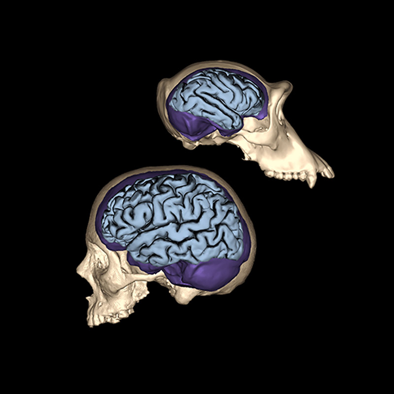 Вверху — череп шимпанзе: маленький мозг, массивный зубочелюстной аппарат. Внизу — череп человека: большой мозг, слабые челюсти. Источник: brainfacts.org