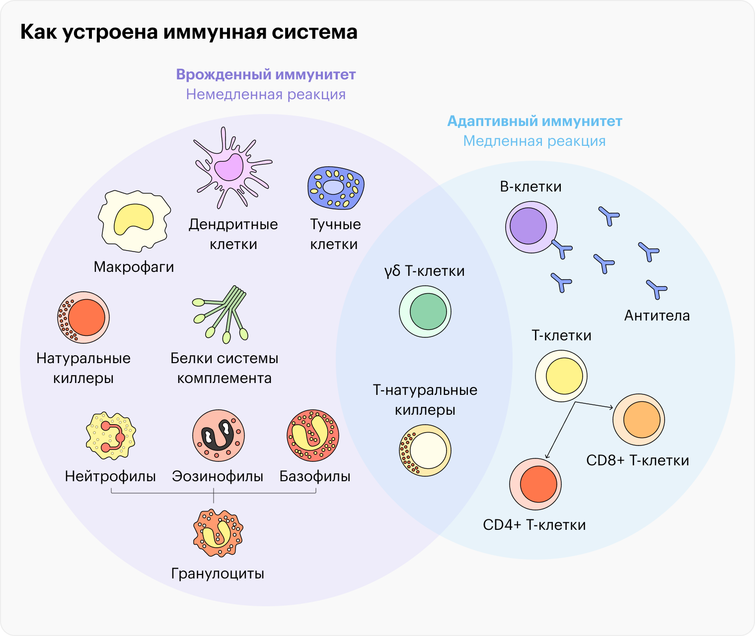 В реализации иммунитета участвует большое количество разных клеток, и не только