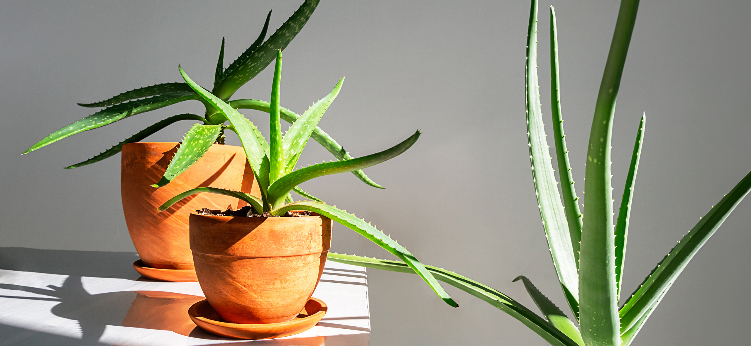 Как вырастить алоэ — стойкое растение из детства, которое вдруг стало модным