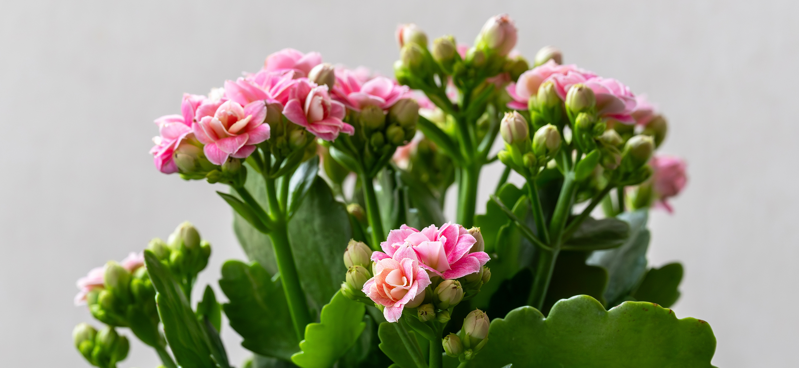 Как вырастить калан­хоэ — суккулент с яркими цветами