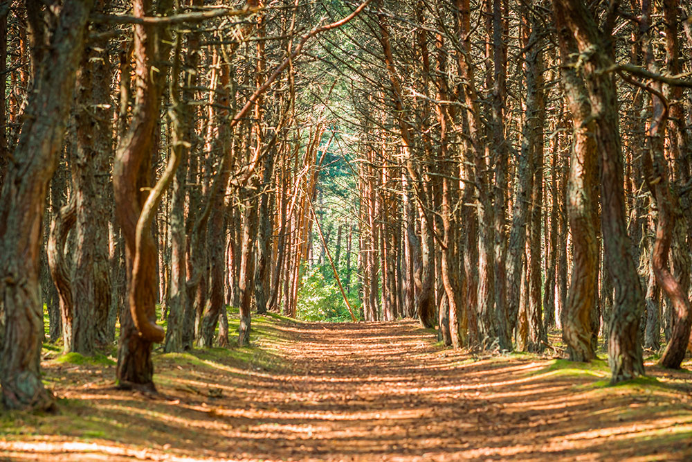 Танцующий лес был посажен в 1961 году для укрепления почвы на Куршской косе. Фото: siete_vidas / Shutterstock