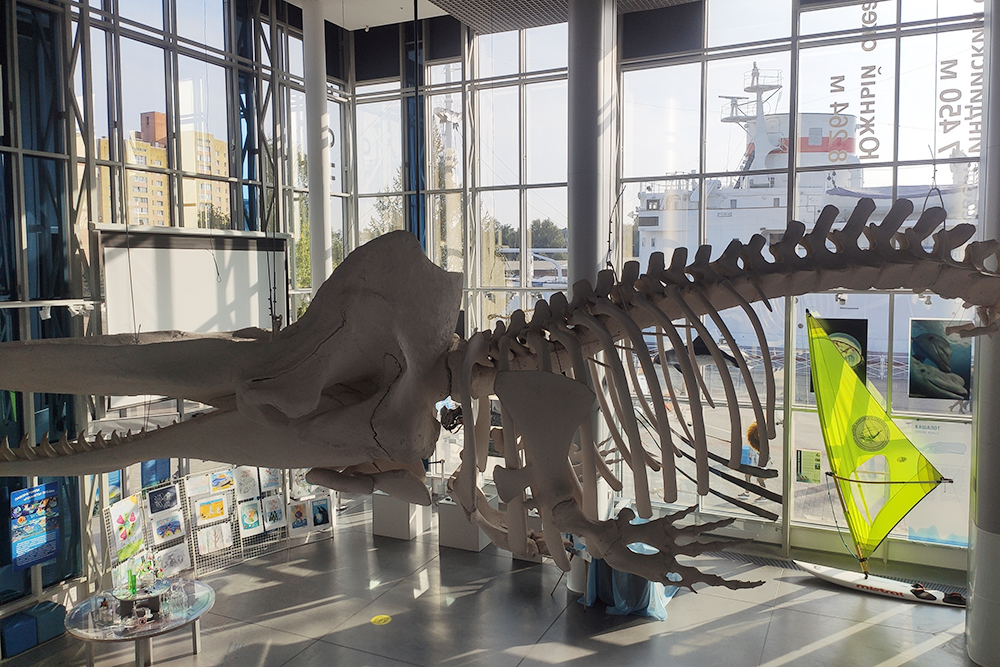 14-метровый скелет кита в Музее Мирового океана