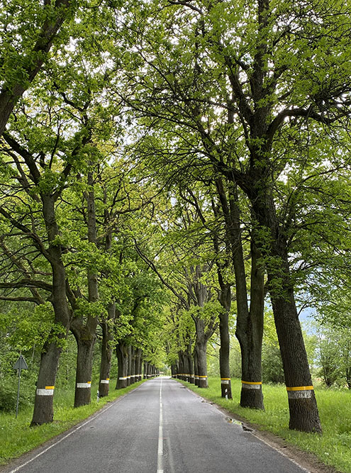 В Калининградской области красивые дороги: вдоль них стройным рядом высадили деревья