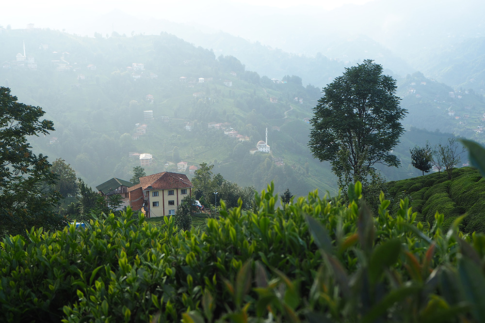 Здесь же можно выпить чаю, собранного на плантации, и встретить закат
