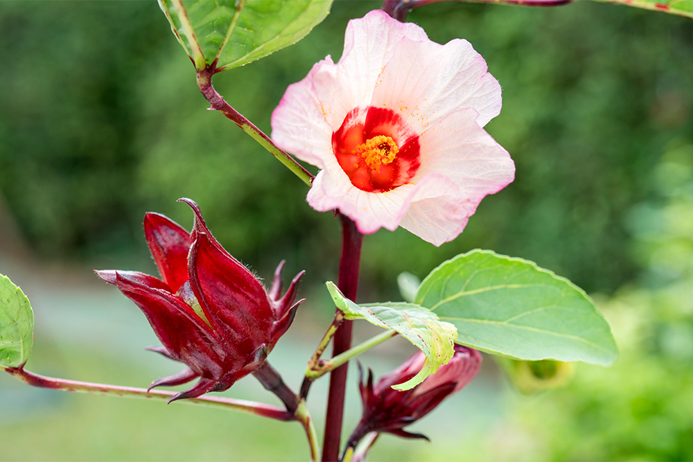 Цветок Hibiscus sabdariffa. Источник: MERCURY studio / Shutterstock