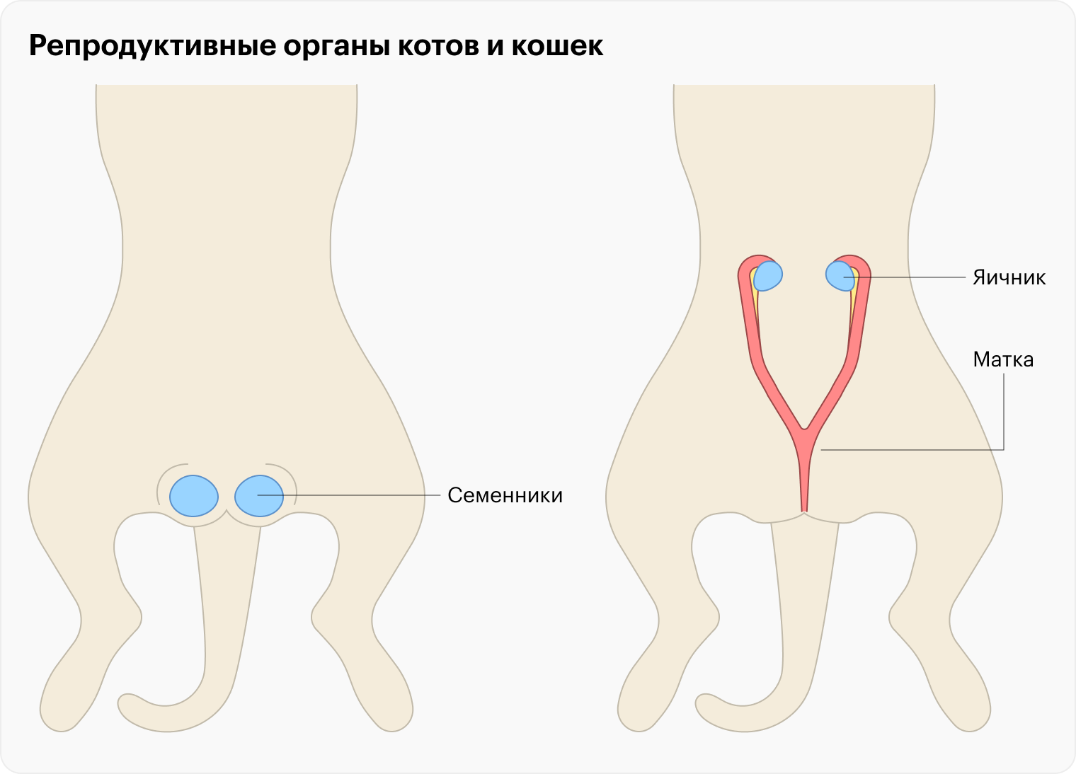 Это упрощенное изображение репродуктивных органов котов и кошек, которые удаляют во время кастрации