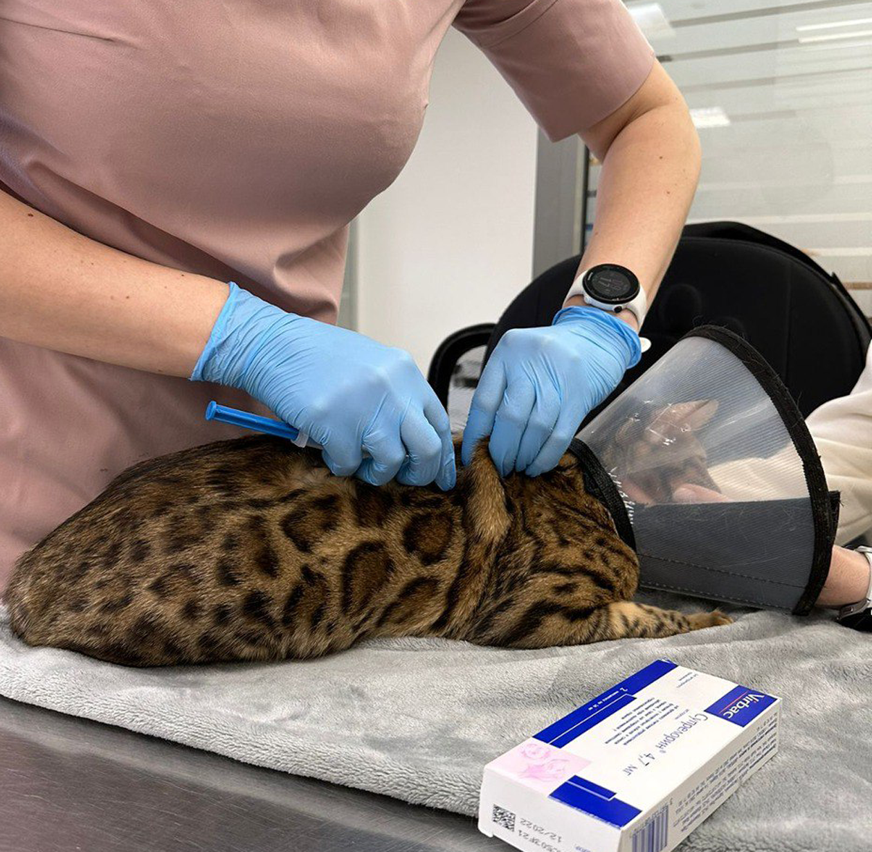 Вот как выглядит процедура установки импланта. © Ветклиника "Биоконтроль" / Telegram