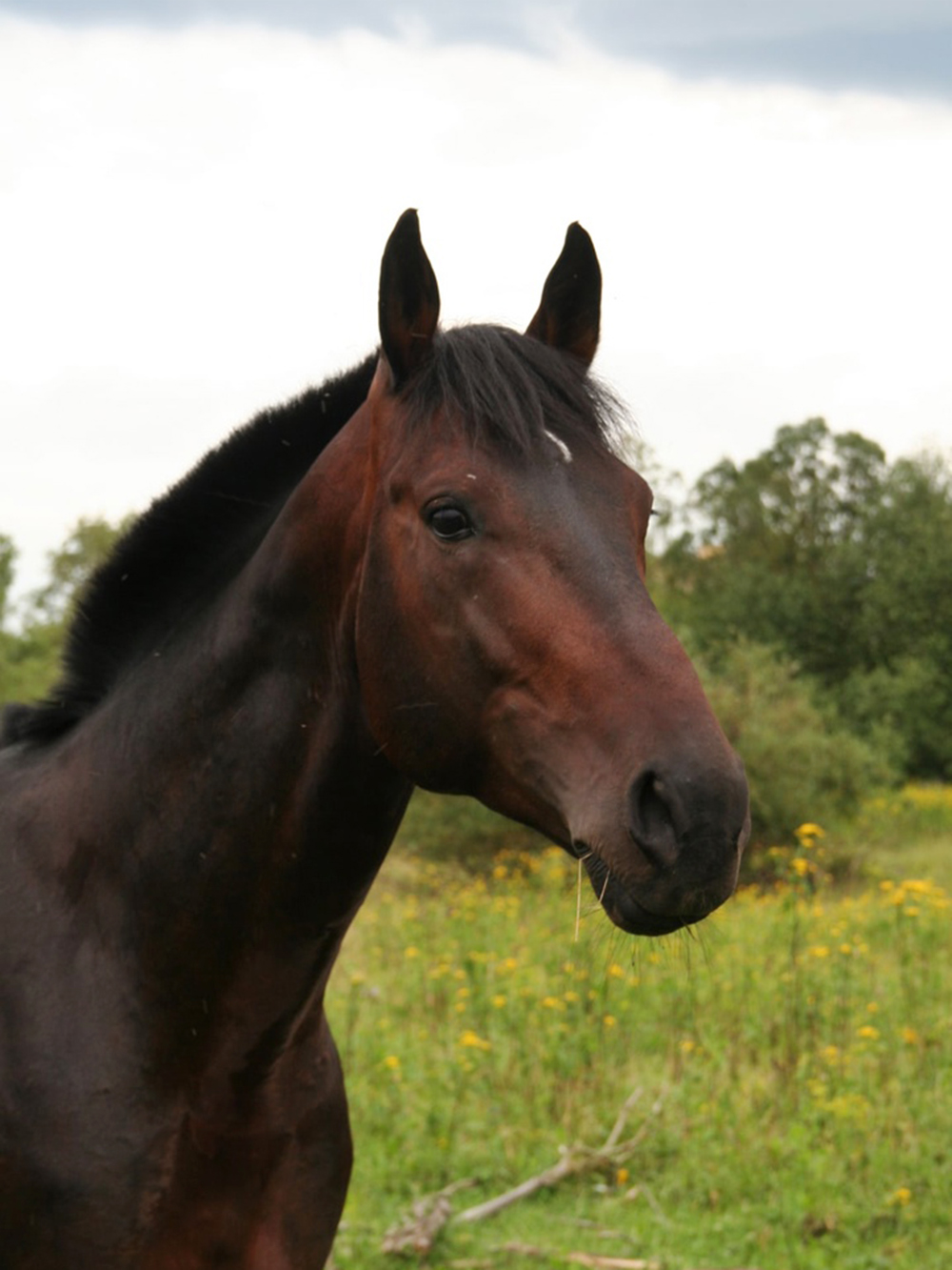 Сколько стоит содержать лошадь: как спасти коня с бойни, как лечитьживотное, расходы на жилье, корм и амуницию