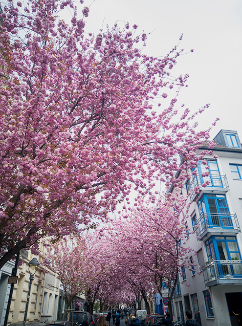 Так в апреле цветет сакура в Бонне на Breite Strasse. У улицы есть даже профиль в «Инстаграме»