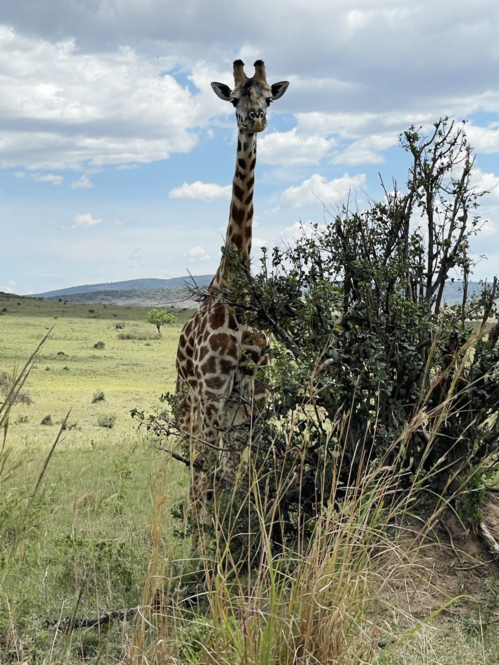 Жирафов можно увидеть совсем близко
