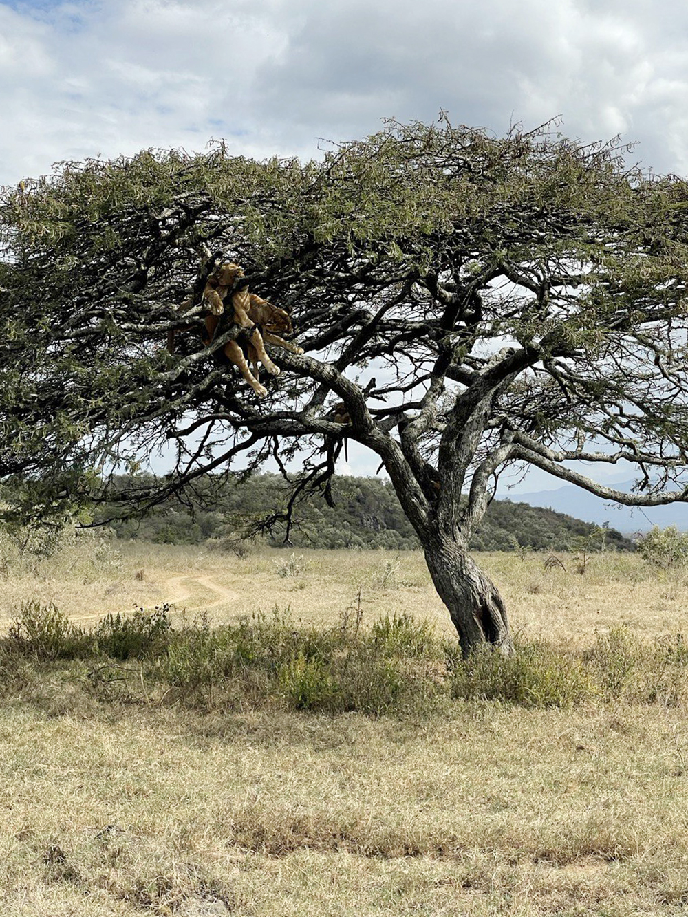 Львы на дереве