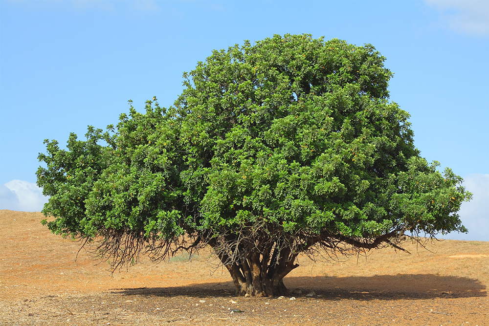 Так выглядит рожковое дерево. Источник: Konstantnin / Shutterstock