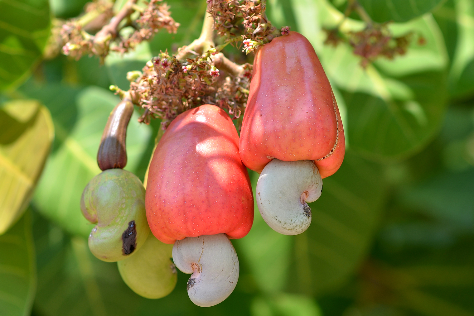 Двойной плод кешью. Фотография: wichitpong katwit / Shutterstock / FOTODOM