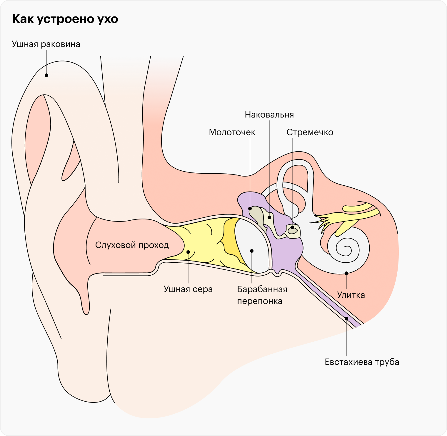 Среднее ухо расположено между наружным слуховым проходом, от которого оно отделено барабанной перепонкой, и внутренним ухом. Тут располагаются слуховые косточки, передающие звук