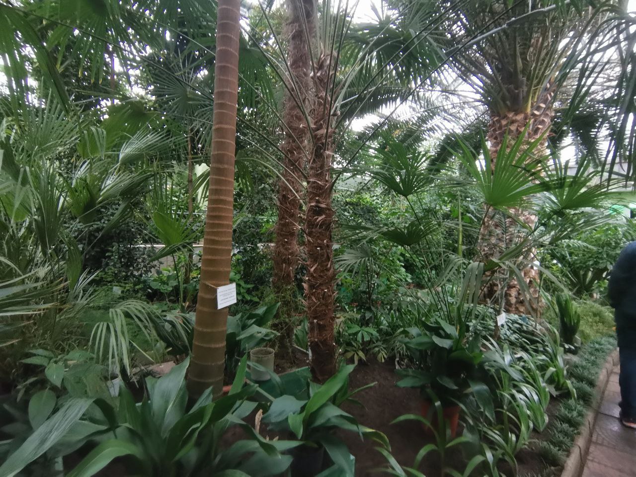 В оранжерее ботанического сада растут самые северные в мире фикусы, агавы, кактусы, цикасы и многие другие тропические растения